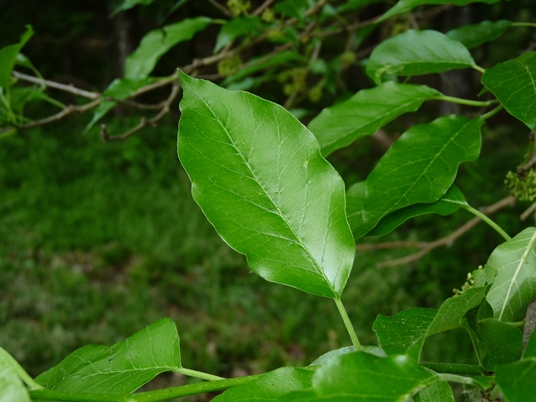 {Maclura pomifera}